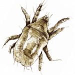 Dermatophagoides pteronyssinus