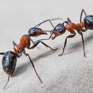 formica acrobata