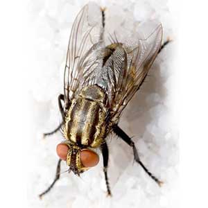 mosca domestica