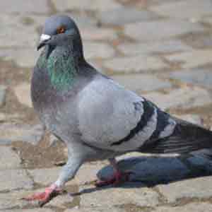 piccione