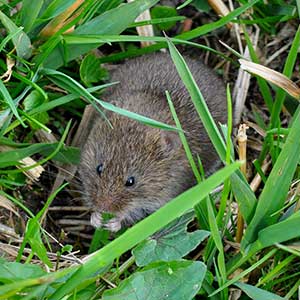 topo arvicola