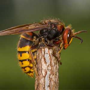 vespa crabro